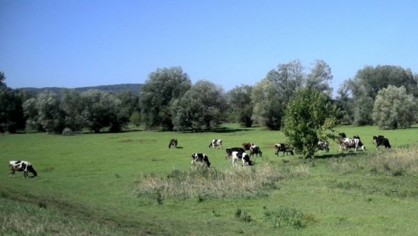 ПОДСТИЦАЈНА СРЕДСТВА ЗА ПОЉОПРИВРЕДУ: Град Врање расписао јавни позив