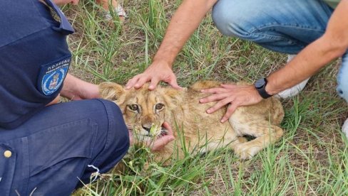 KIKICA SE LAVOVSKI BORI ZA ŽIVOT: Veterinari na Paliću čine sve da mladunče pronađeno u Subotici preživi