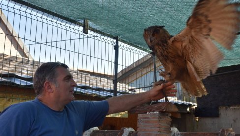 VESELIN IMA NEOBIČNOG KUĆNOG LJUBIMCA: Gaji buljinu, najveću vrstu evropske sove i jednu od najvećih na svetu (FOTO/ VIDEO)