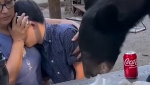 БЛИЗАК СУСРЕТ СА МЕДВЕДОМ НА ПИКНИКУ: Попео се на сто и почео да једе њихову храну (ВИДЕО) БЛИЗАК СУСРЕТ СА МЕДВЕДОМ НА ПИКНИКУ: Попео се на сто и почео да једе њихову храну (ВИДЕО)