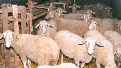 ЈАВНИ ПОЗИВ: Помоћ сточарима и ратарима у општини Жабари ЈАВНИ ПОЗИВ: Помоћ сточарима и ратарима у општини Жабари