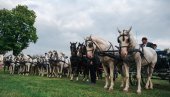 KONJIČKI SABOR U SVILAJNCU: Od izložbe, jahanja, do vožnje fijakera i štrapacijade (FOTO)