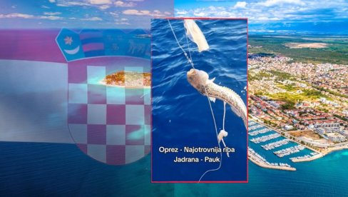 OPREZ: Hrvati upecali najotrovniju ribu Jadrana - izaziva neopisivu bol koja se povećava do padanja u nesvest (VIDEO) OPREZ: Hrvati upecali najotrovniju ribu Jadrana - izaziva neopisivu bol koja se povećava do padanja u nesvest (VIDEO)