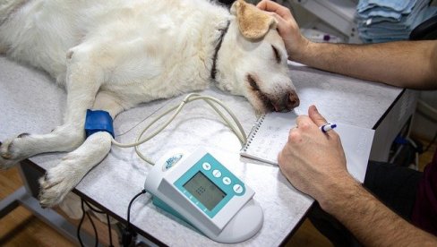 NIJE MOGAO DA IZDRŽI: Mladi veterinar izgubio život zbog psa