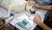 NIJE MOGAO DA IZDRŽI: Mladi veterinar izgubio život zbog psa