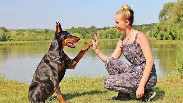 ПСИ КАО БЕБЕ: Научно потврђена емоционална веза љубимаца са власницима ПСИ КАО БЕБЕ: Научно потврђена емоционална веза љубимаца са власницима
