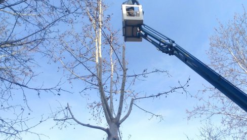 RADOVI U VELIKOM BRADIŠTU: Obustava saobraćaja zbog orezivanja drveća