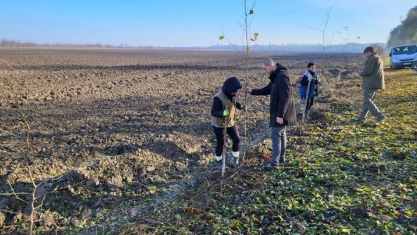 ДА МАЊЕ ДУВА И НАНОСИ СНЕГ: Почела садња ветрозаштитног појаса у Апатину