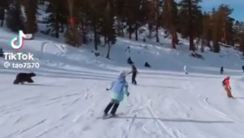 НОВА ЗИМСКА ДИСЦИПЛИНА: Скијање са медведом - људи на стази остали у шоку од призора (ВИДЕО) НОВА ЗИМСКА ДИСЦИПЛИНА: Скијање са медведом - људи на стази остали у шоку од призора (ВИДЕО)