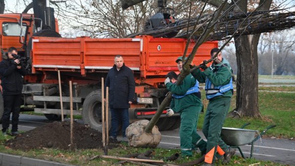 ЗЕЛЕНИЈИ НОВИ БЕОГРАД: Булевар Николе Тесле богатији за 19 нових липа