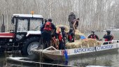 ŠTA ĆE BITI SA ŽIVOTINJAMA NA KRČEDINSKOJ ADI: Država rešava problem - postavlja se skela za spas (FOTO)