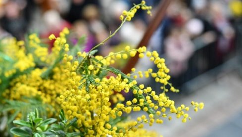 ПРВЕ МИМОЗЕ НАЈАВЉУЈУ ФЕШТЕ: У фебруару 55. Празник мимозе ПРВЕ МИМОЗЕ НАЈАВЉУЈУ ФЕШТЕ: У фебруару 55. Празник мимозе