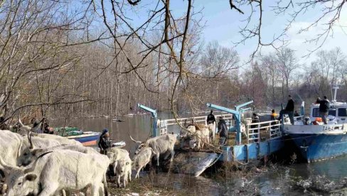 ПОСЛЕ ПОПРАВКЕ СКЕЛЕ, МИСИЈА СПАСАВАЊА ЖИВОТИЊА УСКОРО БИ ТРЕБАЛО ДА БУДЕ ОКОНЧАНА: Евакуација са Крчединске аде