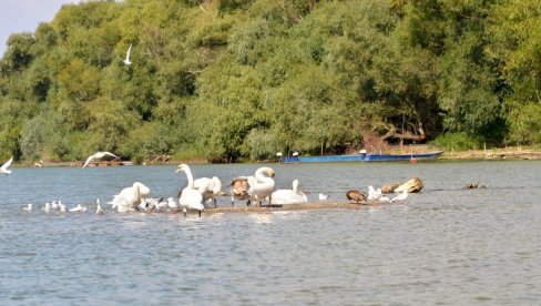 REČNI SAFARI NADOMAK KUĆE: Program DKC i na Velikom ratnom ostrvu