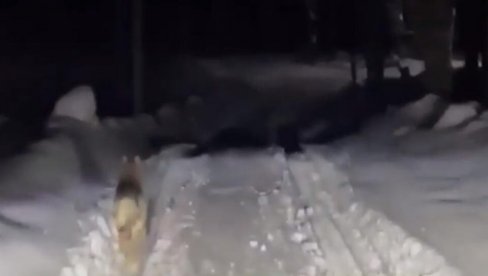 ГЛЕДАМ КРОЗ ПРОЗОР, ВИДИМ ЈЕ КРВАВУ... Жена штитила свог пса од вукова, па настрадала (ВИДЕО) ГЛЕДАМ КРОЗ ПРОЗОР, ВИДИМ ЈЕ КРВАВУ... Жена штитила свог пса од вукова, па настрадала (ВИДЕО)