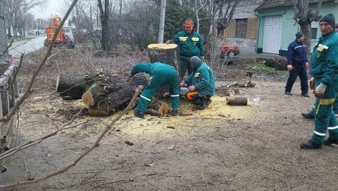 ЗА СВАКО ПОСЕЧЕНО СТАБЛО ПО ДВЕ НОВЕ САДНИЦЕ: Уклањају болесно дрвеће из вршачких вртића и школа