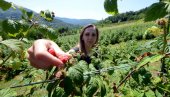 NISKA CENA GASI „SRPSKI BREND“: Proizvođači malina - „crvenog zlata“, gube trku sa hladnjačarima