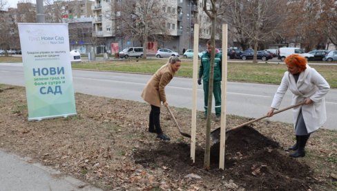 NASTAVLJENA AKCIJA OZELENJAVANJA NOVOG SADA   Nova stabla u Limanu