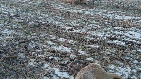 ПРВИ ЕПИЛОГ ПОМОРА СРНЕЋЕ ДИВЉАЧИ У КУЛИ: Кривична пријава за тровача ПРВИ ЕПИЛОГ ПОМОРА СРНЕЋЕ ДИВЉАЧИ У КУЛИ: Кривична пријава за тровача