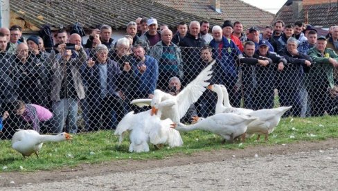 GUSAK ŽUĆKO TREĆI PUT ŠAMPION: U Mokrinu održana 38 „Gusanijada“ (FOTO/VIDEO)