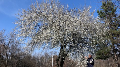 PROCVETAO BEHAR KAD MU VREME NIJE: U Smederevu migavac procvetao u februaru (FOTO) PROCVETAO BEHAR KAD MU VREME NIJE: U Smederevu migavac procvetao u februaru (FOTO)