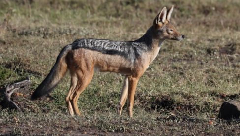 OPASNI PREDATORI SVE BROJNIJI U NAŠIM KRAJEVIMA: Primećeni i u blizini Beograda, svi se pitaju odakle dolaze