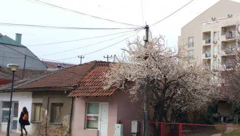 Procvetale prve krošnje u Požarevcu Procvetale prve krošnje u Požarevcu
