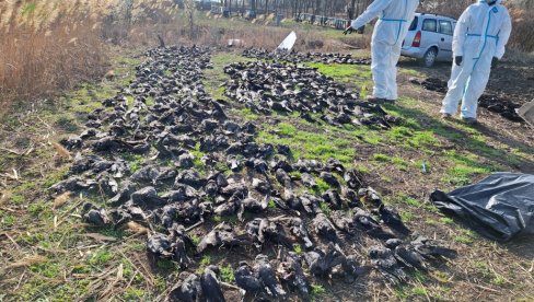 NAJVEĆI POMOR PTICA U EVROPI: Stravične scene kod Kikinde, uginulo 800 jedinki, polovina zaštićena vrsta (FOTO)