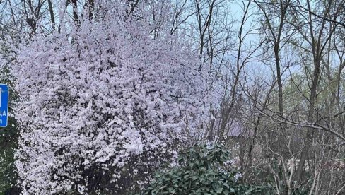 NADAJU SE DOBROM RODU:  U Banatu procvetao crveni ringlov (FOTO)