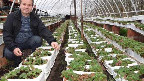 STOČAR DOBRICA UZGAJA ORGANSKE JAGODE: Evo koliko zaradi od 1.500 kilograma STOČAR DOBRICA UZGAJA ORGANSKE JAGODE: Evo koliko zaradi od 1.500 kilograma