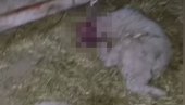 ХОРОР КОД ВРШЦА: Дечак (13) секиром поубијао 12 јагањаца (ВИДЕО/ФОТО) ХОРОР КОД ВРШЦА: Дечак (13) секиром поубијао 12 јагањаца (ВИДЕО/ФОТО)