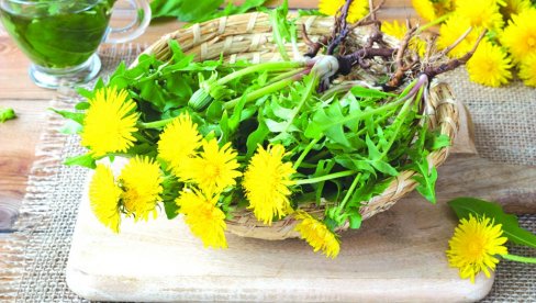 OD SALATE I DODATKA KAFI, DO LEKA: Maslačak - čaj kod kamena u žuči i upala, sirup od cveta kod kašlja, a sok kod stomačnih tegoba