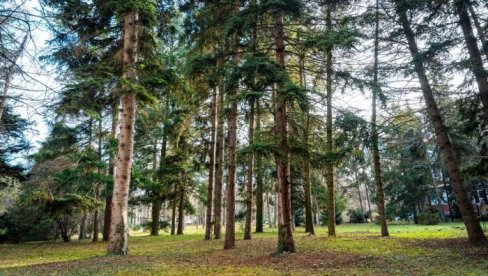 PIKNIK U ARBORETUMU: Na Šumarskom fakultetu otvorena dvodnevna manifestacija