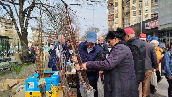 РАДОСЛАВ ГОДИЋ ПРОИЗВОДИ ЕВОДИЈУ: Медоносно дрво сади се до краја марта (ФОТО)