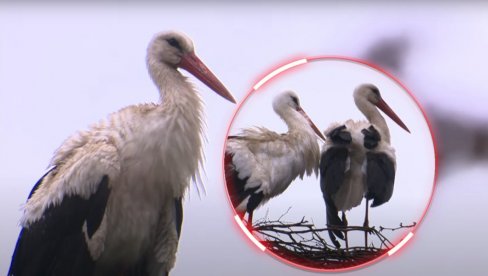 ŽENKA MU UGINULA: Klepetan svakog proleća uradi ISTO na njenom GROBU - ljubavna priča roda koja tera suze na oči (VIDEO)