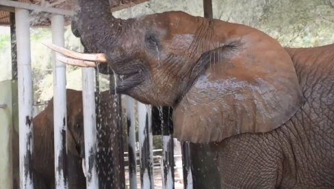 SKIDANJE TEMPERATURE: Pogledajte kako rashlađuju slona u afričkom zoo vrtu (VIDEO)