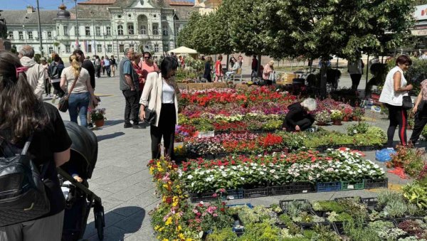 САЈАМ ЦВЕЦА: На централном градском тргу у Зрењанину