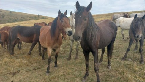 JEDINO MESTO NA SVETU UZ MONGOLIJU: Neverovatni prizori divljih konja iz Livna (FOTO/VIDEO)