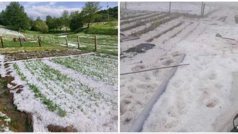 NEVREME OBRALO VOĆE: Ove sezone, mrazevi i visoke temperature prepolovili rod u Srpskoj