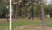 NAPADAČ IZ PARKA U PANČEVU U KUĆNOM PRITVORU: Sudija za maloletnike danas doneo novu odluku