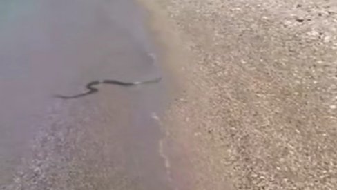 DRAMA NA PLAŽI U GRČKOJ: Turiste uznemirio nenajavljeni gost, snimak se širi mrežama (VIDEO)