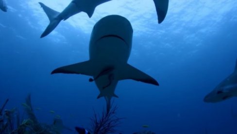 OGROMNA AJKULA U JADRANSKOM MORU! Snimljena druga najveća vrsta morskog psa na svetu