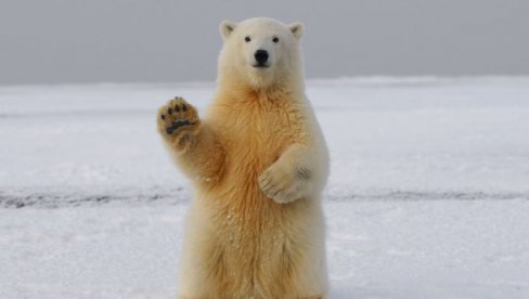 NAPAD POLARNOG MEDVEDA: Rus se za dlaku spasio (VIDEO)