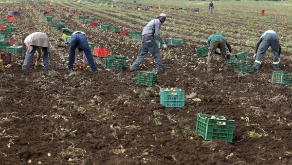 УМИРУ НЕВИДЉИВИ  ПОД  ВРЕЛИНОМ СУНЦА: Грозан положај илегалних радника у Италији, жене трпе и сексуално искоришћавање (ФОТО)