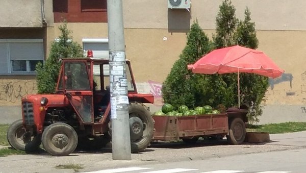 ПРОДАЈА БОСТАНА: Лубенице и диње на 25 локација