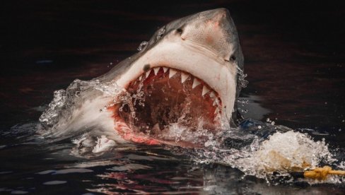 НИКО АНТИЋ (12) ПРЕМИНУО НАКОН УЈЕДА АЈКУЛЕ: Пријатељи су га извукли из воде и одвели у болницу - није му било спаса