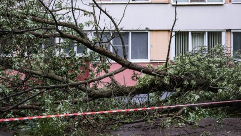 ПОГИНУЛО ДЕТЕ (11) НАКОН ШТО ЈЕ ДРВО ПАЛО НА ЊЕГА: Ужас после страшног невремена, затворене баште и паркови у Санкт Петербургу