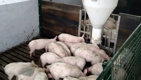 METALNI KONTEJNER SA ŽIVOTINJSKIM LEŠEVIMA ŠOKIRAO GRAĐANE ŠAPCA: Ministarstvo reagovalo - inspekcija hitno na terenu