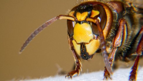 UMRLI U NAJGORIM BOLOVIMA: DŽinovski stršljeni uboli oca (47) i sina (15)