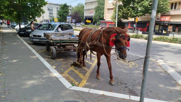 КОЊЧЕ НЕПРОПИСНО “ПАРКИРАНО“:  Параћинци се питају где је газда одлутао